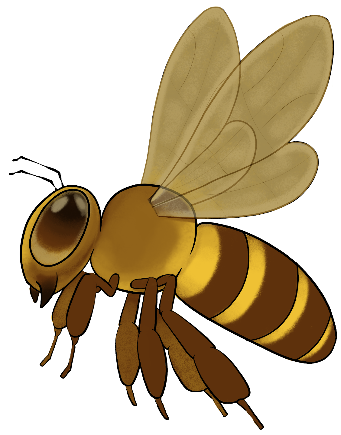 bee illustration