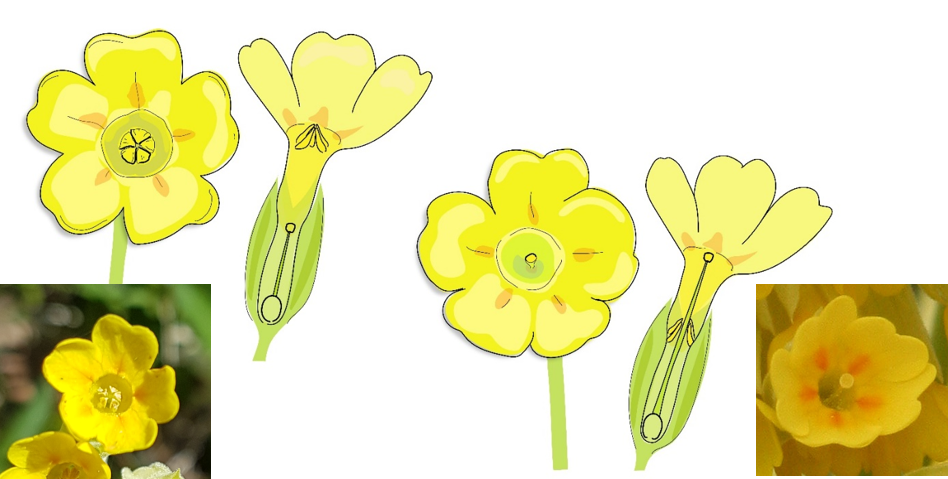 The two floral morphs of Primula veris