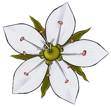 Minuartia smejkalii illustration