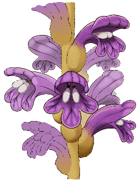 illustration of phelipanche flower